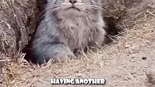 Dusty????Dubs Cat Compilation 3