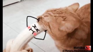 Real life doodles - Animals vs doodles funny compilation