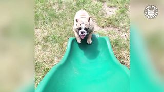 Playground Pets | Funny Pet Video Compilation 2018