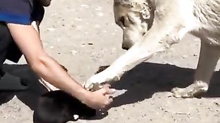 Dog meets puppy for the first time.
