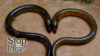 Stop Motion ASMR - Documentary themes go beyond the animal world_ Primitive Cooking Ideas Koi and War Eels