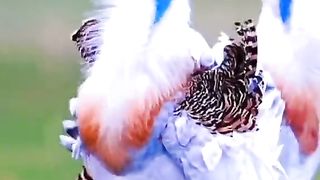 beautiful video best video viral video 6