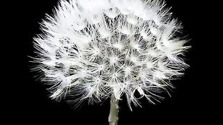 live flower blooming