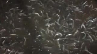Kapan waktu SORTIR ikan lele yang tepat❓Agar tidak stress atau mati setelah disortir