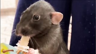 Rat drinking juice