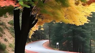 Beautiful  road