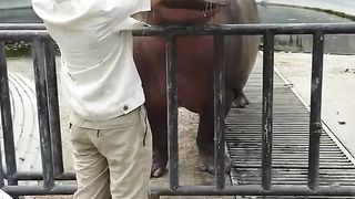 hippopotamus 3