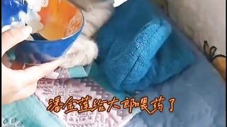 Pardi falls ill while he is having an affair with his cute cat wif