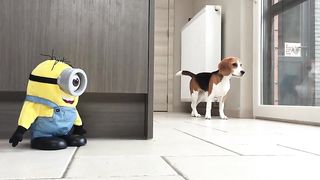 Funny Animal [Dogs Vs Minion ]