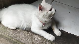 female white cat