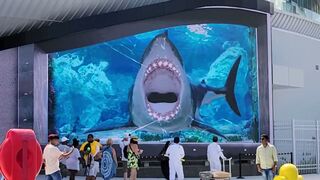 ???? shark ????