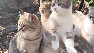 Funny cat #funny animal #kucing lucu #kucing gemoy 4 2