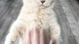 Funny cat #funny animal #kucing lucu #kucing gemoy 4 3