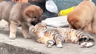 Funny cat #funny animal #kucing lucu #kucing gemoy 4 4