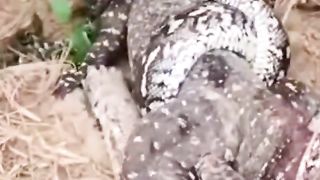 Bayawak Vs Baksan