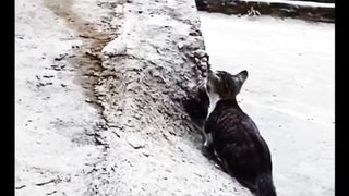 Кошка не ожидала такого поворота