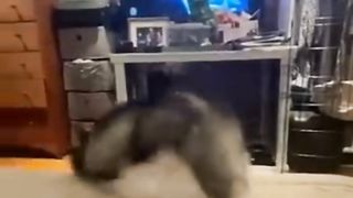 Video hewan lucu 3
