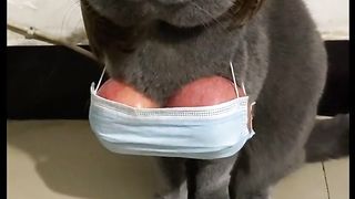 Watch out, the plump widow is going to pass by funnycat