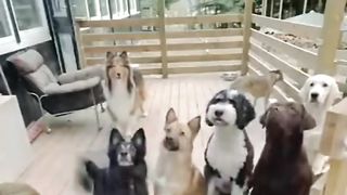Anjing lucu 3