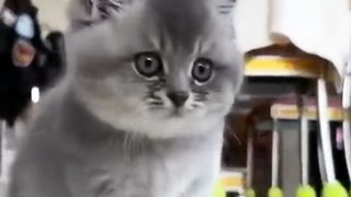 Kucing lucu 58