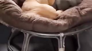 Kumpulan hewan lucu 3