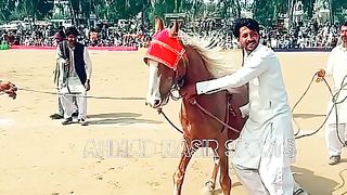 #febspot#foryou #foryoupage#horses#ridings#vedios #fyp #Ahmad#horsepower#trendin55