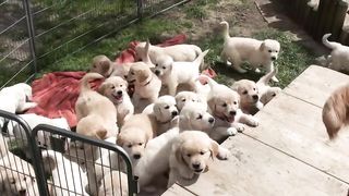 Funny dog ???? ????
