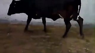 Pragnent cow for sale in Pakistan