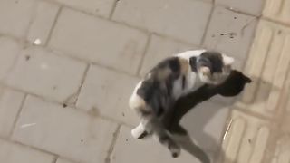 Funny cat #funny animal #kucing lucu #kucing gemoy 4 5