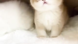 Funny cat #funny animal #kucing lucu #kucing gemoy 4 7
