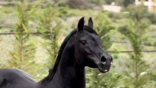 Horse Beauty...
