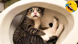 1 Hour Of Funniest Animals ???? New Funny Cats and Dogs Videos ???????? Part 14