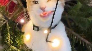 christmas cat