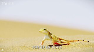 70°的沙漠，蜥蜴都学会了踢踏舞！