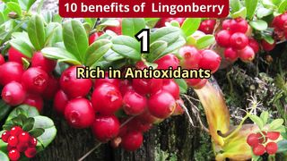 10 benefits of mango fruit