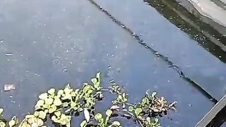 Bagaimana menurut kalian tentang kolam jaring❓Cepat atau Lambat pertumbuhan ikan lele❓