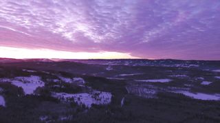 "Celestial Canopy: Nature's Silent Overture"