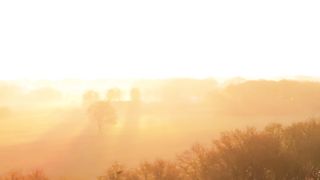 "Whispers in the Woods: Nature's Enigmatic Symphony"