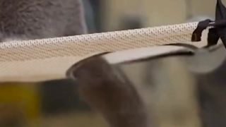 Video kucing menggemaskan