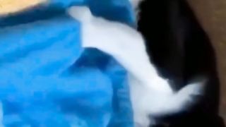 Video kucing menggemaskan II