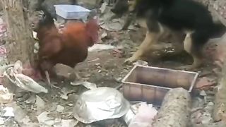 Dog vs cock ???? fight. Funny fight.