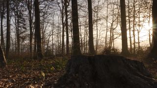 "In the Heart of Wilderness: A Cinematic Safari Through Nature's Realms"