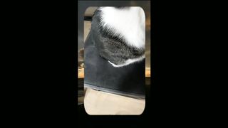 Video kucing lucu III