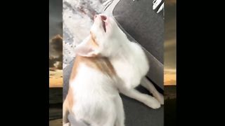 Video kucing lucu IV
