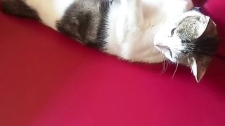 Kucing tidur