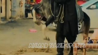 #febspot#foryou #foryoupage#horses#ridings#vedios #fyp #Ahmad#horsepower#trendin56