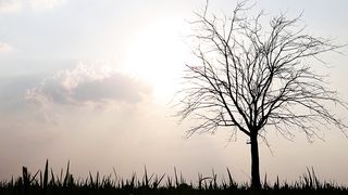 "Eternal Echoes: A Cinematic Voyage Through Nature's Timeless Beauty"