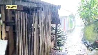 Heavy rain with thunder in traditional Indonesian village||sleep well in 5 minutes