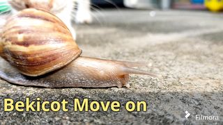 Bekicot Move on