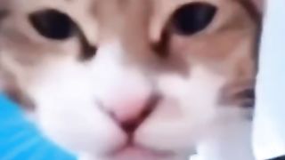 Gatos & mais gatos